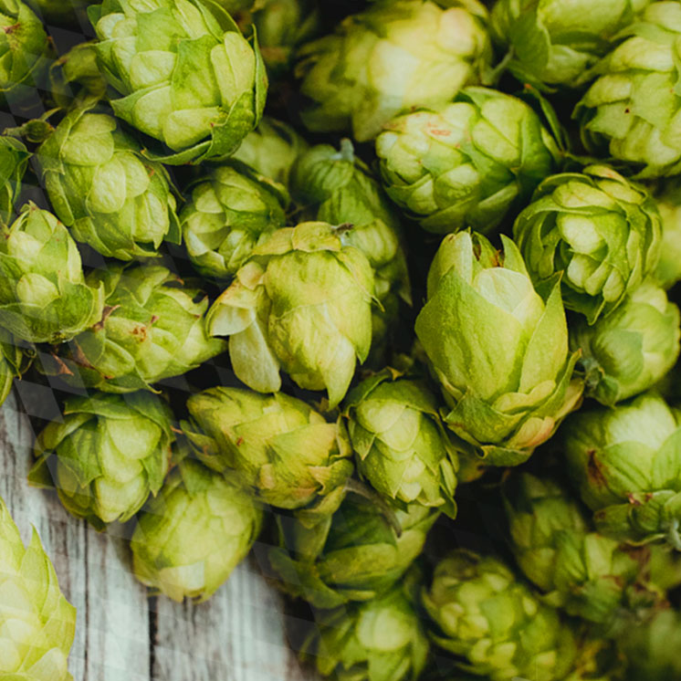 Grünhopfenbiere aus Bayern